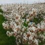 Amelanchier lamarckii meerstammig